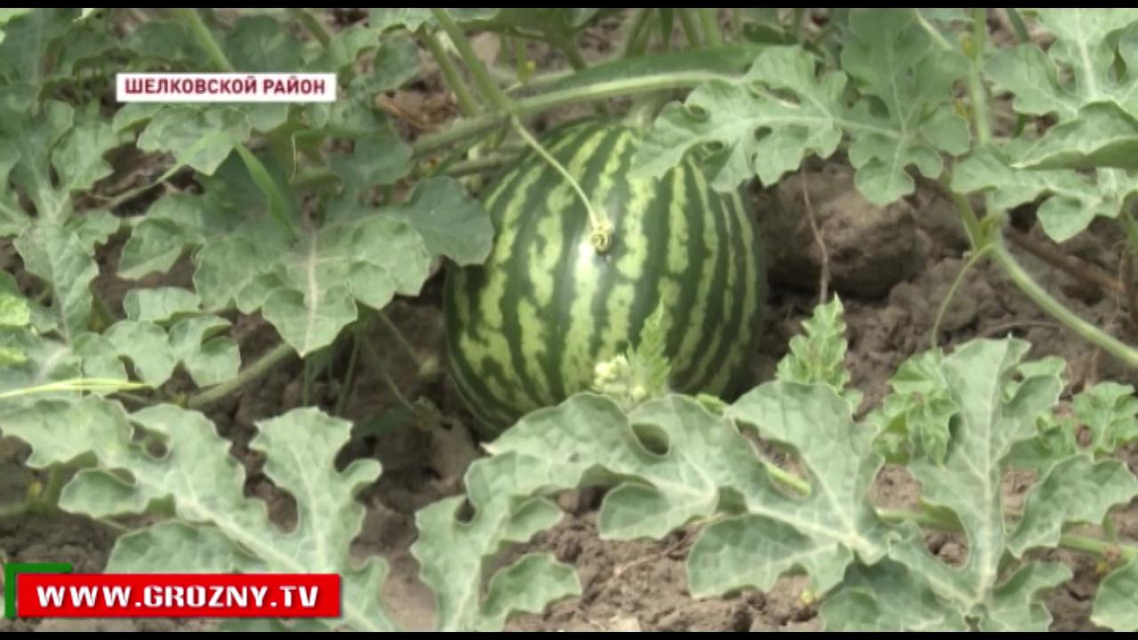 Фермеры Шелковского района обещают собрать первый урожай арбузов в конце  июля - Главные новости