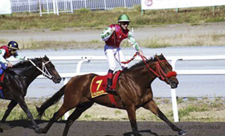 Чеченские лошади одержали победу на скачках в Казани