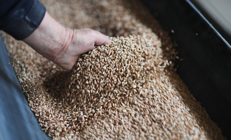 Президент РФ: Урожай в РФ в этом году опять рекордный, более 150 млн. тонн зерна