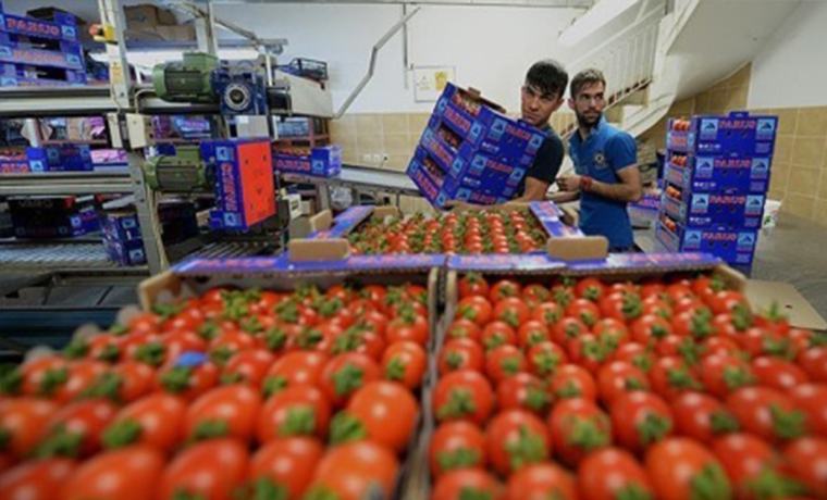 Турецкая компания Agrobay начала поставки томатов в Россию