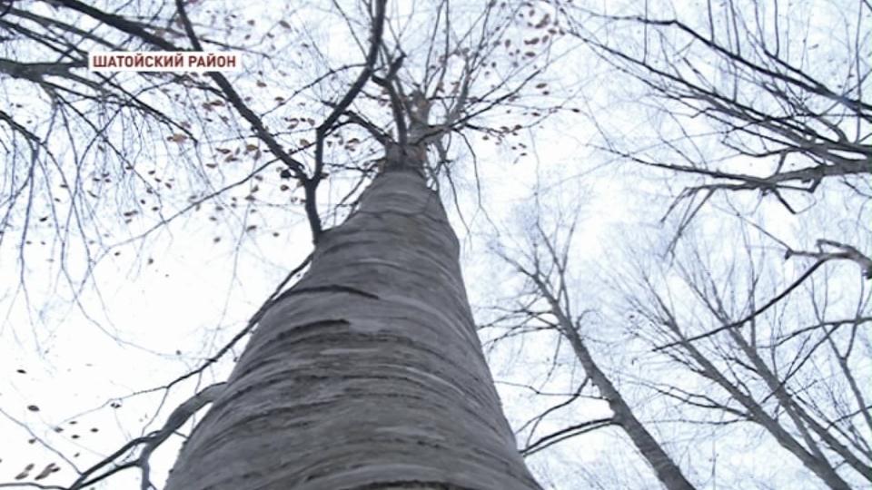 В чеченских горах заработают  деревообрабатывающие предприятия 