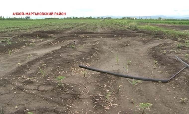Ливневые дожди  в Чечне привели к серьезным  проблемам для аграриев 