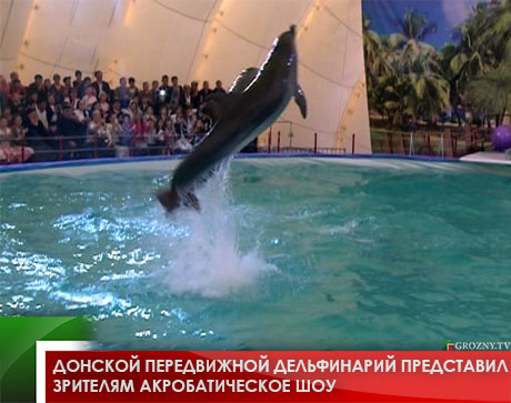 Донской передвижной дельфинарий представил зрителям акробатическое шоу 