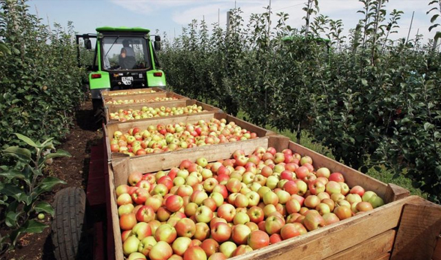 В Чечне планируют собрать более 10 тысяч тонн яблок 