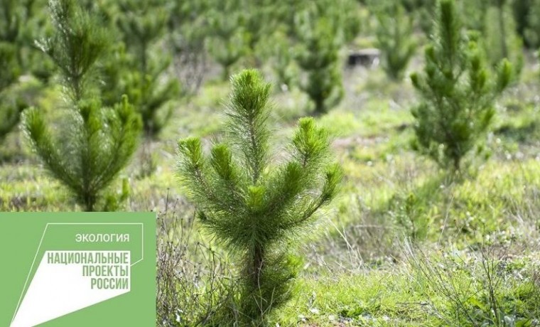 На территории Грозненского лесничества проведено искусственное лесовосстановление  на площади 5 га