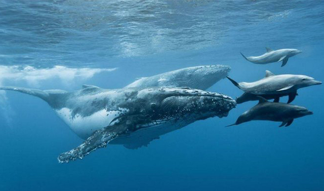 23 июля -  Всемирный день китов и дельфинов
