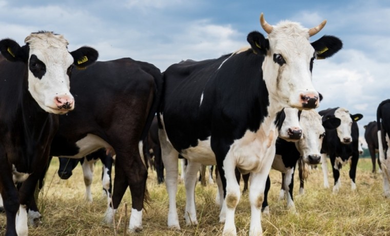 Россельхознадзор пресёк незаконный ввоз более 500 сельскохозяйственных животных в ЧР