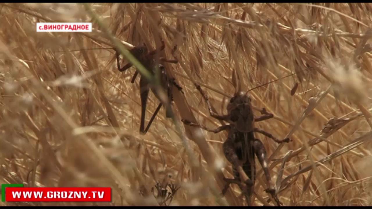 В Чечне начаты защитные мероприятия по предотвращению распространения саранчи