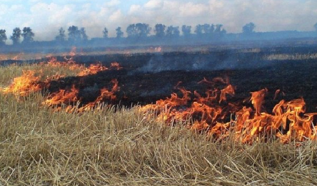 МЧС по ЧР предупреждает об ответственности за сжигание сухой травянистой растительности