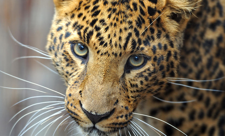 Всемирный фонд дикой природы (WWF) обещает премию каждому обнаружившему следы леопарда на Кавказе