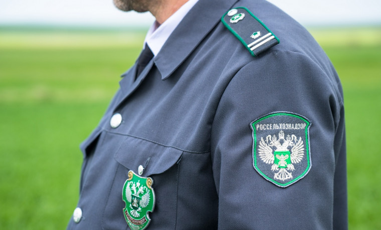 Россельхознадзор впервые провел внеплановую проверку в ЧР с помощью приложения «Инспектор»