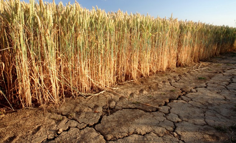 Специалист: Европу ждут невиданные проблемы с урожаем