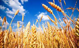 В России временно запретили экспорт сахара и зерновых в ряд стран