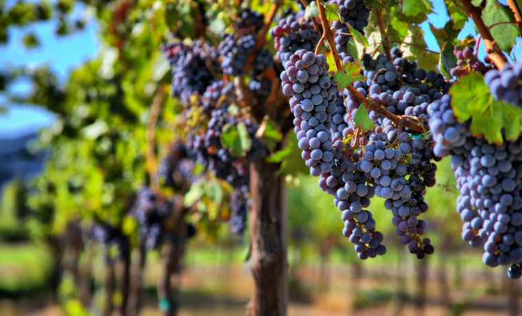 В Чеченской Республике площадь виноградных насаждений составляет 5314 тыс. га