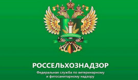 Управление Россельхознадзора принимает участие в акции «Георгиевская лента»