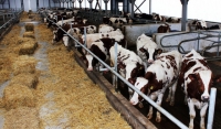 В ЧР увеличилось поголовье крупнорогатого скота на 4%