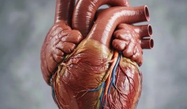 В Грозном пройдет марафон ко Всемирному Дню здоровья| грозный, чгтрк