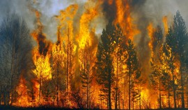 Аномально жаркое лето создаёт угрозу возникновения пожаров