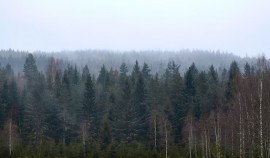 790 гектаров леса восстановлено в Чеченской Республике в 2025 году| грозный, чгтрк