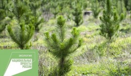 На территории Грозненского лесничества проведено искусственное лесовосстановление  на площади 5 га