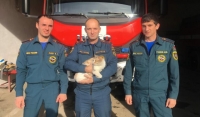 Пожарные, спасшие 170 питомцев из горящего приюта, забрали себе кота 