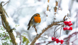 В Чеченской Республике стартует фото-видео конкурс 