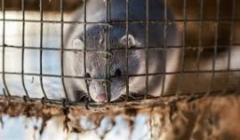 Россельхознадзор начнет испытания вакцины от COVID-19 на норках