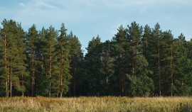 В Грозном прошла всероссийская акция «Сохраним лес»