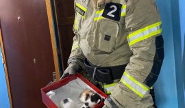 Грозненские пожарные спасли застрявших между строительными конструкциями котят