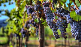В Чеченской Республике площадь виноградных насаждений составляет 5314 тыс. га