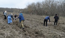 На территории Грозненского лесничества высажено свыше 15 тысяч  саженцев