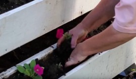 Чеченская Республика присоединилась к Всероссийскому субботнику