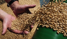 Китай выразил надежду на продление зерновой сделки