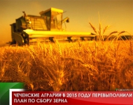 Чеченские аграрии в 2015 году перевыполнили план по сбору зерна 