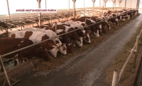 Высококачественная продукция – визитная карточка госхоза «Орджоникидзевский»
