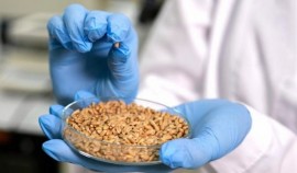 В Чеченской Республике выявлены нарушения в декларировании 36 тыс. тонн зерновой продукции