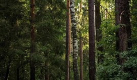 В ГГНТУ прошла акция по посадке деревьев, приуроченная ко Дню рождения Первого Президента ЧР