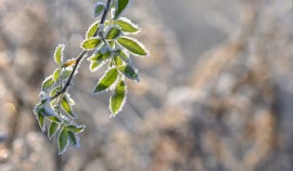 В Чеченской Республике ожидаются заморозки 14–16 апреля