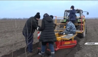 В рамках договоренностей с Сербией в республике высадили более 1200 гектаров фруктовых садов