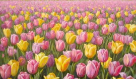 Россиян ждут длинные выходные в честь Международного женского дня в 2026 году