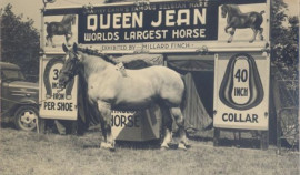 Бруклин Суприм признан самой большой лошадью в мире| грозный, чгтрк