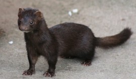 В Дании уничтожат всех норок