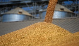 Россия столкнулась с резким снижением экспорта зерна