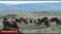 В Чеченской Республике началась кампания  по биркованию домашнего скота