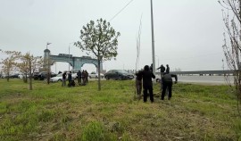 С начала 2026 года в Грозном высажено более 3000 саженцев деревьев| грозный, чгтрк