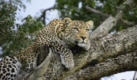 В РФ завезут леопарды для восстановления популяции на Кавказе из Ирана и Туркменистана