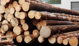 В Чеченской Республике за январь выявлено 35 нарушений при ввозе подкарантинной продукции| грозный, чгтрк