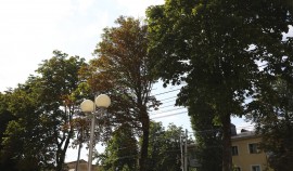 Учёные Ставропольского вуза изучили причины усыхания деревьев в центре Ставрополя