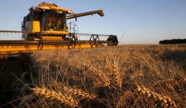 РФ в 2023 году собрала 143 млн тонн зерна, с учетом новых регионов урожай составил 147 млн тонн