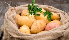 В РФ упали цены на картофель